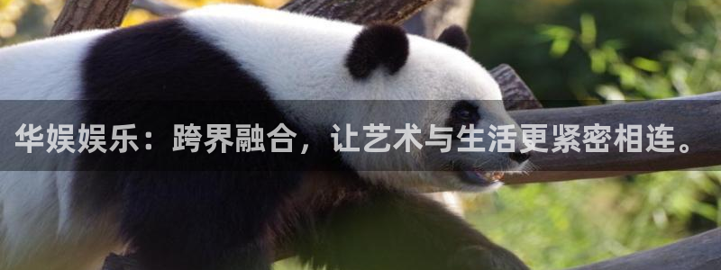 聚彩凯捷平台注册链接：华娱娱乐：跨界融合，让艺术与生活更紧密相连。